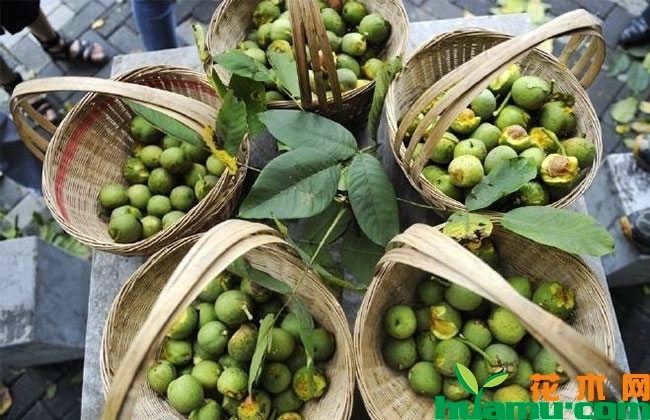 2019年核桃市场行情怎么样?核桃种植前景分析 2019年核桃市场行情怎么样?核桃种植前景分析