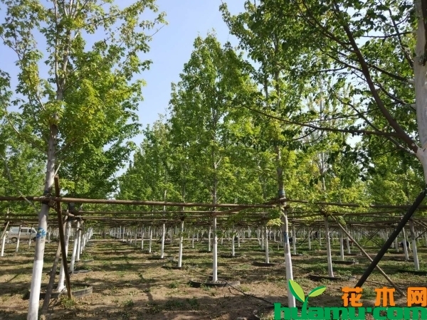 苗木升值全靠“树形” 苗木升值全靠“树形”