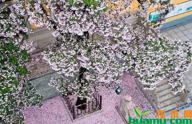 楸树未来种植前景广阔 楸树未来种植前景广阔