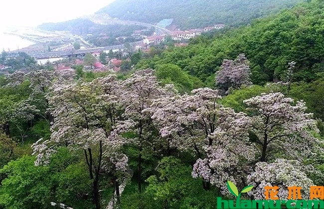 楸树未来种植前景广阔 楸树未来种植前景广阔