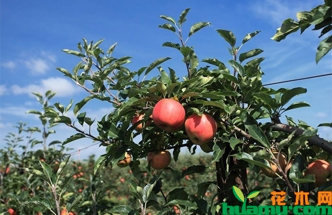 2019年苹果市场价格行情怎么样? 2019年苹果市场价格行情怎么样?