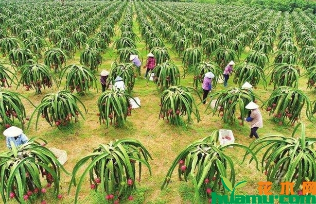 2019年火龙果市场行情和种植前景分析