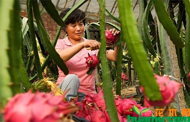 2019年火龙果市场行情和种植前景分析 2019年火龙果市场行情和种植前景分析