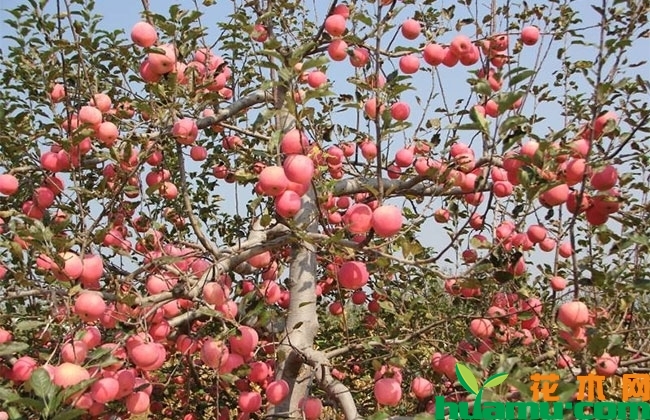 2019年苹果市场价格行情怎么样? 2019年苹果市场价格行情怎么样?