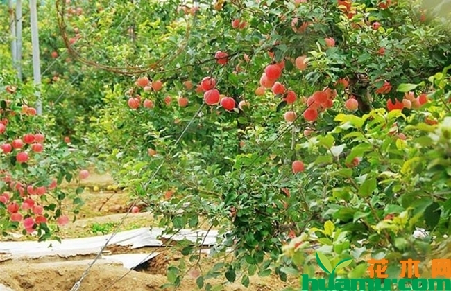 2019年苹果市场价格行情怎么样? 2019年苹果市场价格行情怎么样?
