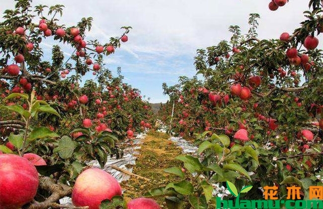 2019年苹果市场价格行情怎么样? 2019年苹果市场价格行情怎么样?