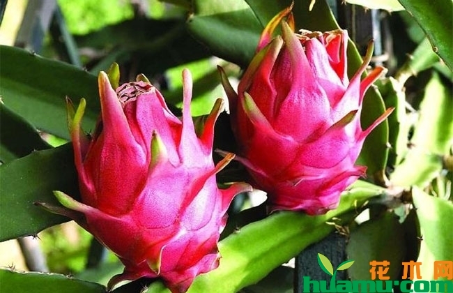 2019年火龙果市场行情和种植前景分析 2019年火龙果市场行情和种植前景分析