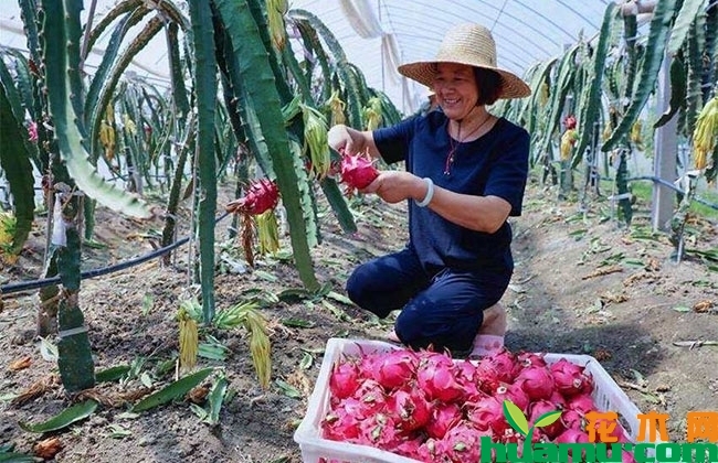2019年火龙果市场行情和种植前景分析 2019年火龙果市场行情和种植前景分析