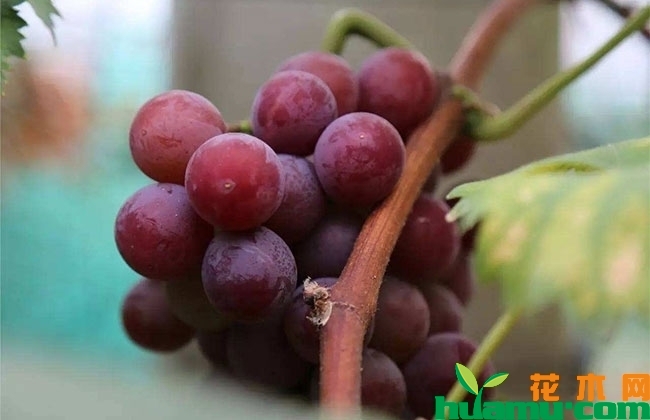 2019年葡萄行情如何？葡萄上市价格以及种植前景分析