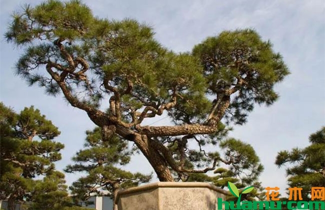 高端苗木有什么特点?未来发展前景可好? 高端苗木有什么特点?未来发展前景可好?