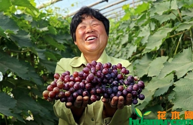 葡萄图片 葡萄图片