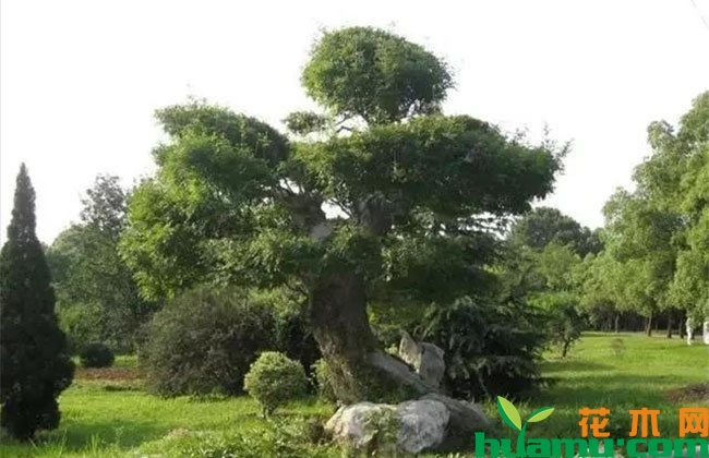高端苗木有什么特点?未来发展前景可好? 高端苗木有什么特点?未来发展前景可好?