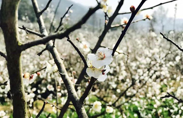 以亿计的梅花大产业到底有什么底气？