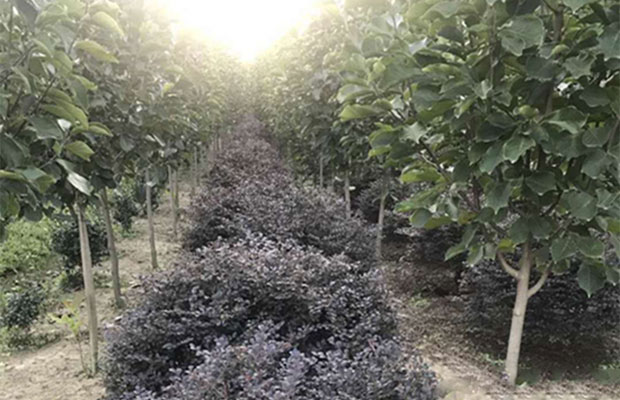 荒地变绿地，肥东苗木花卉产业的发展思考
