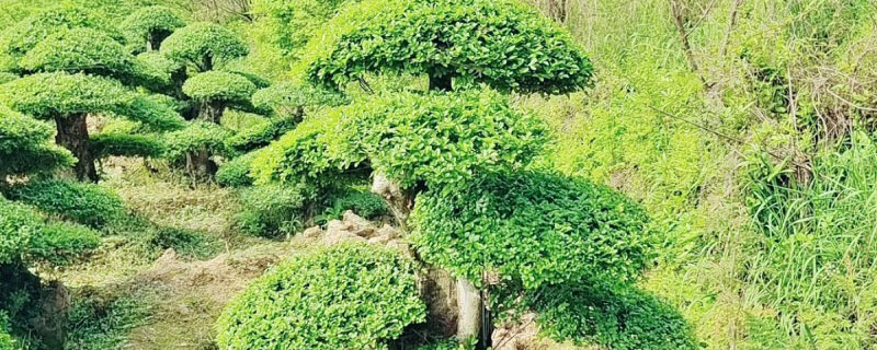 对节白蜡耐寒多少度
