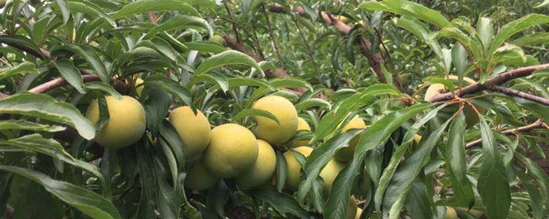 贵州蜂糖李