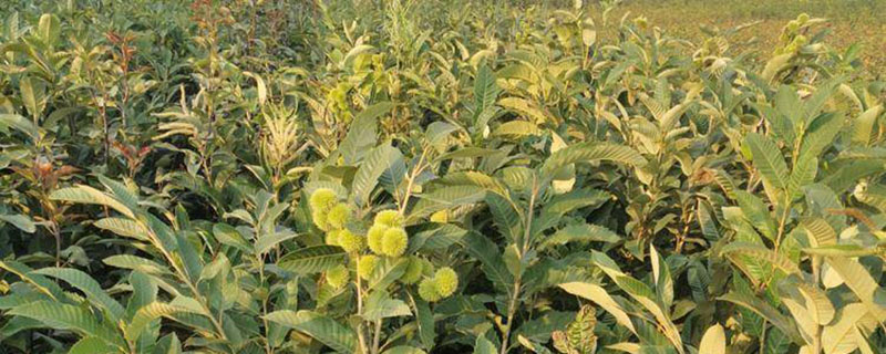 板栗的种植技术和管理方法