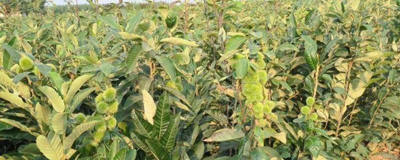 板栗北方可以种植吗