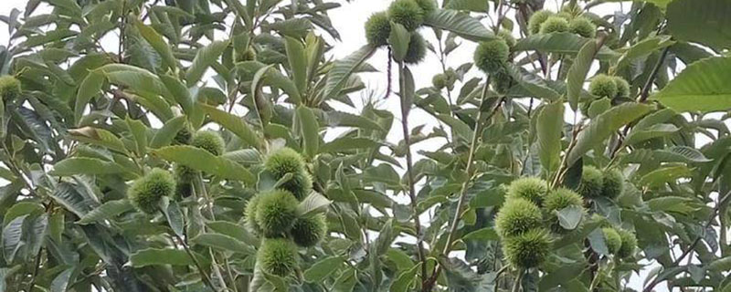 板栗适合在四川种植吗