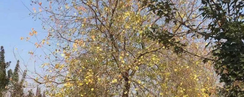 乌桕的移植方法和养护技巧 乌桕的移植方法和养护技巧