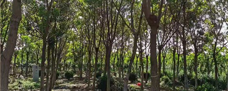 乌桕苗什么时候移栽合适 乌桕苗什么时候移栽合适