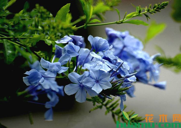 蓝雪花