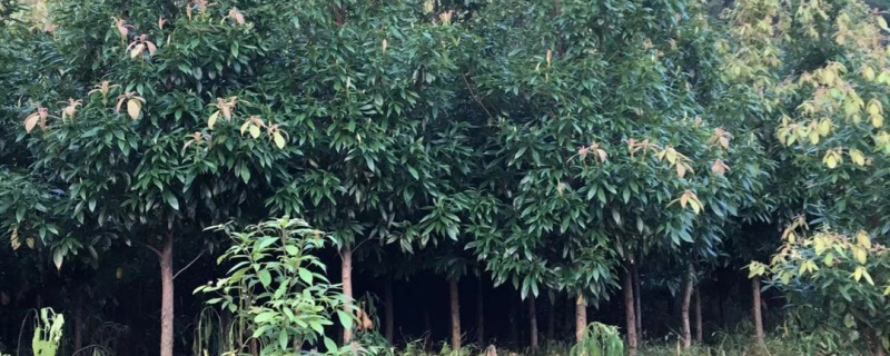 金丝楠木树苗适合哪些地方种植