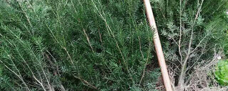 南方红豆杉的养殖方法和注意事项