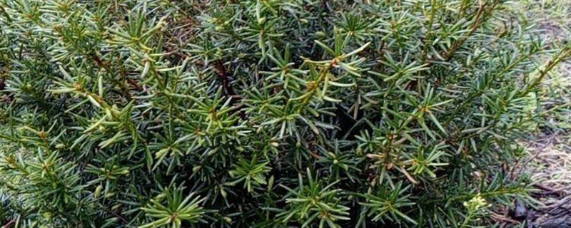 南方红豆杉耐寒吗耐寒多少度