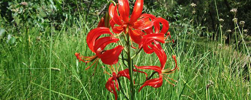 山丹丹花 山丹丹花