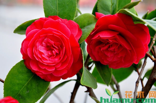 茶花