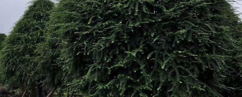 红豆杉种子什么时候播种