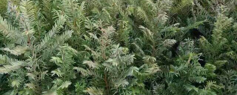 红豆杉的种子可以直接种吗 红豆杉的种子可以直接种吗