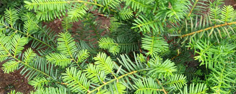 红豆杉种植方法和时间
