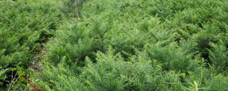 红豆杉种植条件要求