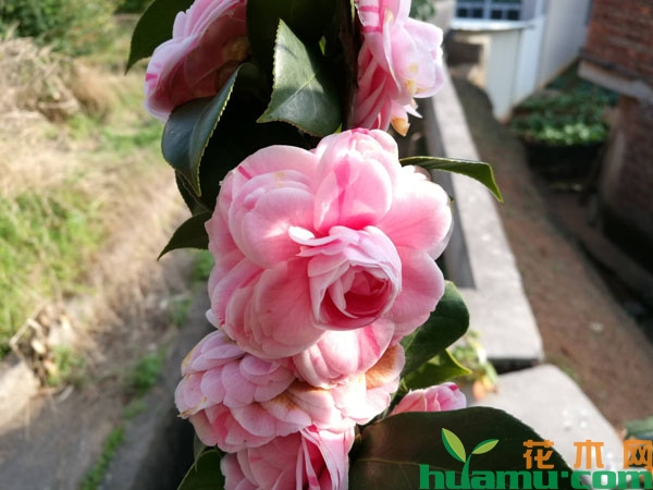 茶花