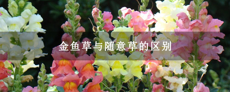 金鱼草与随意草的区别