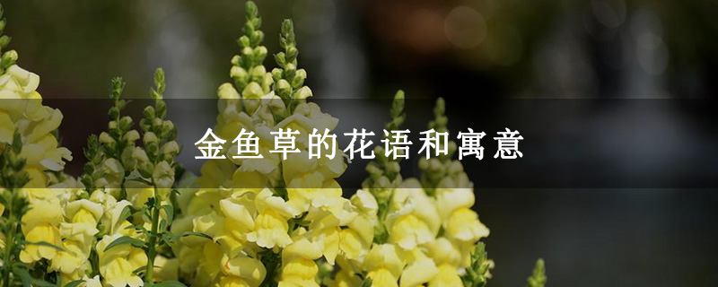 金鱼草的花语和寓意