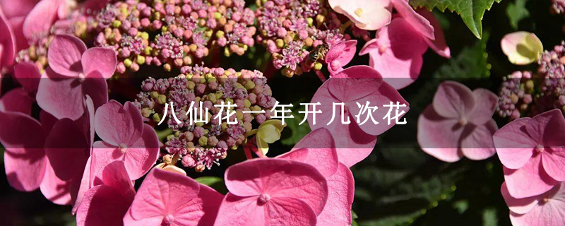 八仙花一年开几次花