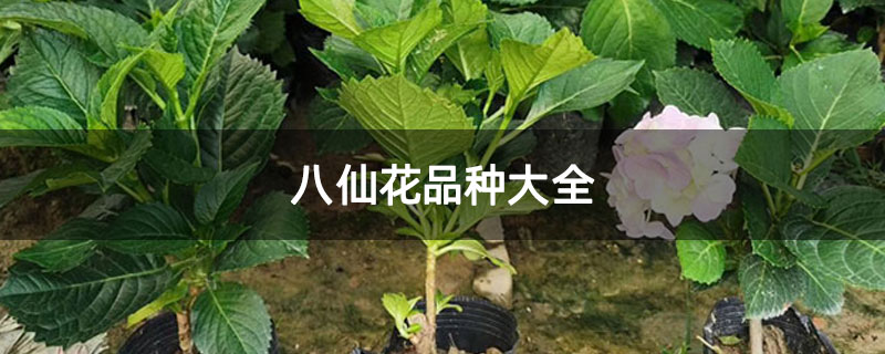 八仙花品种大全