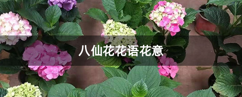 八仙花花语花意