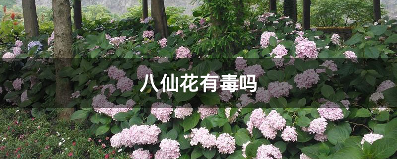 八仙花有毒吗 八仙花有毒吗