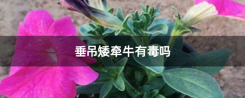 垂吊矮牵牛有毒吗 垂吊矮牵牛有毒吗