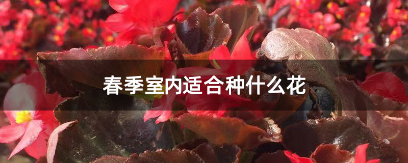 春季室内适合种什么花 春季室内适合种什么花