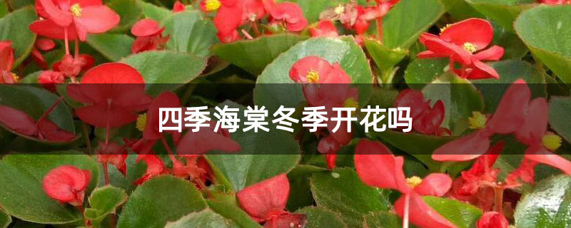 四季海棠冬季开花吗