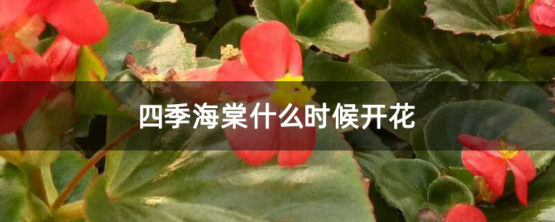 四季海棠什么时候开花 四季海棠什么时候开花