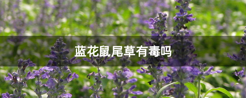 蓝花鼠尾草有毒吗 蓝花鼠尾草有毒吗