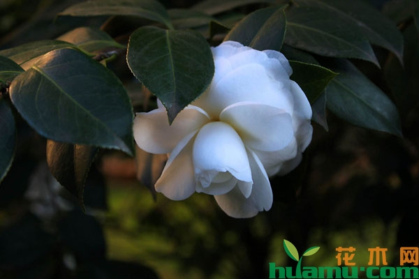 茶花