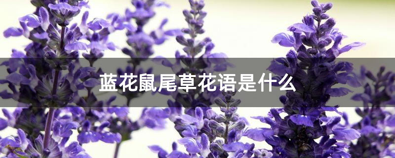 蓝花鼠尾草花语是什么 蓝花鼠尾草花语是什么