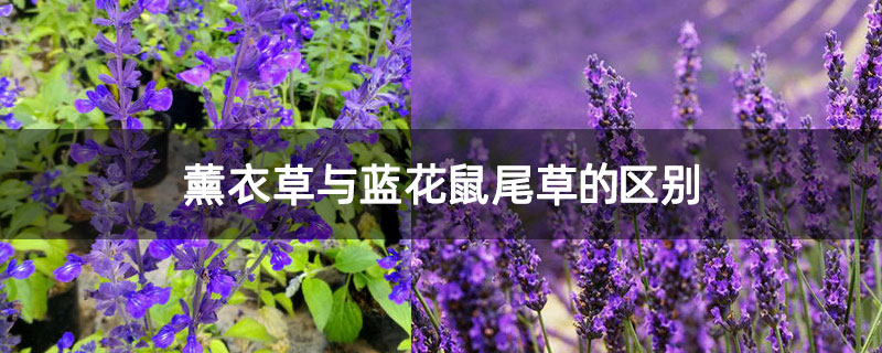 薰衣草与蓝花鼠尾草的区别